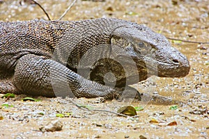 Portrait of Komodo dragon resting on Rinca Island in Komodo National Park, Nusa Tenggara, Indonesia photo