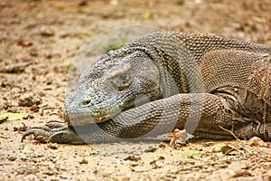 Portrait of Komodo dragon resting on Rinca Island in Komodo National Park, Nusa Tenggara, Indonesia