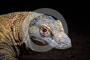 A portrait of a Komodo Dragon, Varanus komodoensis