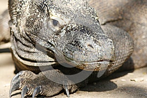 Portrait of Komodo dragons