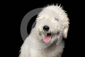 Portrait of Komondor Dog