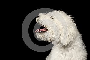 Portrait of Komondor Dog photo