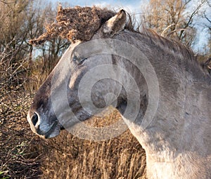 Portrait of a Konik horse