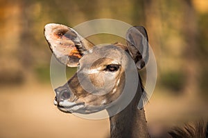 Portrait of a Kudu antelope Tragelaphus strepsiceros, South Africa