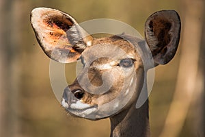 Portrait of a Kudu antelope Tragelaphus strepsiceros, South Africa