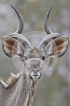 Portrait of a kudu