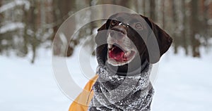 A portrait of a Kurtzhaar dog in a winter forest against a background of snow