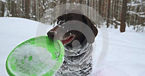 A portrait of Kurtzhaar's joyful dog in winter, who is gnawing his green toy