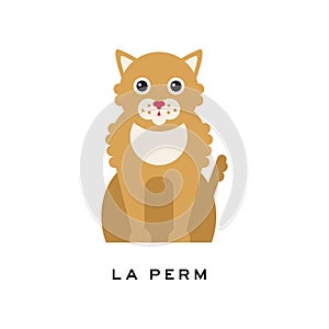 Portrait of la perm cat. Cute feline with long curly red fur coat and shiny eyes. Cartoon purebred domestic animal. Flat