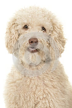 Portrait of a labradoodle dog looking at the camera on a white background