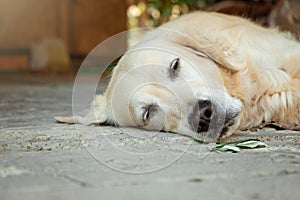 Portrait of labrador dog lying on the ground, sleeping
