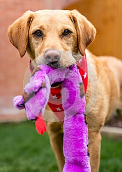 Portrait of Labrador dog with red neckerchief on and purpose toy in her pith