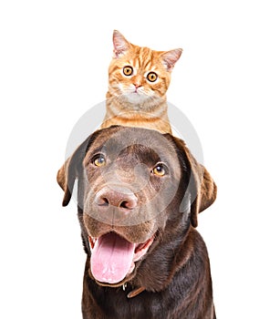 Portrait of a Labrador with ginger kitten Scottish Straight on head