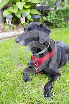 Portrait of a Labrador mix laying outside