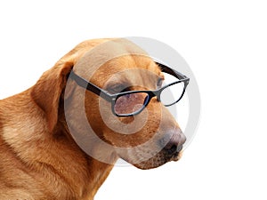 Portrait of a labrador retriever dog with glasses , isolated on white background. Concept wearing glasses.