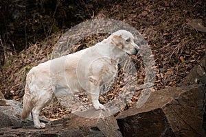 Portrait of Labrador retriever in the nature.