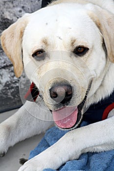 Portrait of a Labrador Retriever : (pix Sanjiv Shukla)