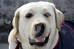 Portrait of a Labrador Retriever : (pix Sanjiv Shukla)