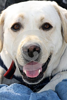 Portrait of a Labrador Retriever : (pix Sanjiv Shukla)