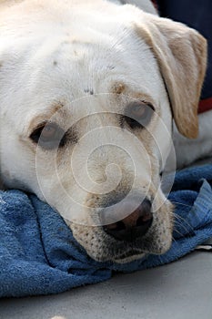 Portrait of a Labrador Retriever : (pix Sanjiv Shukla)