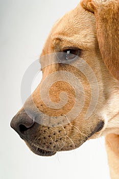 Portrait of labrador retriver