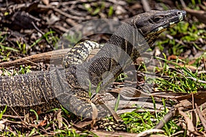 Portrait of a lace monitor goanna, South Australia