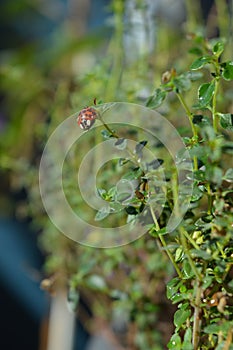 Portrait of a ladybug on Thyme