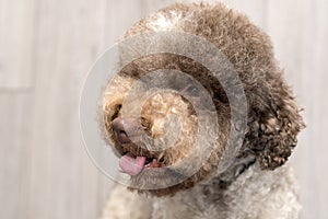 Portrait of lagotto romagnolo dog