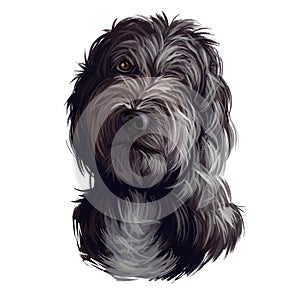 Portrait of lagotto romagnolo puppy dog digital art illustration. Water pet of Italian origin, region of Romagna. Pet with long