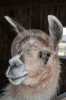 Portrait of Lama