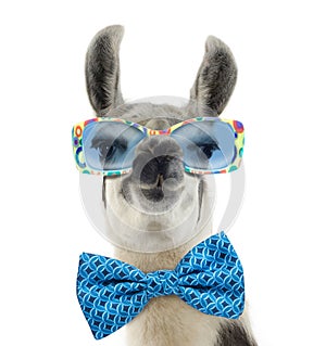 Portrait of a Lama - Lama glama wearing sunglasses