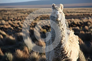 Portrait of a Lama looking into the lens in the Altiplano in Bolivia