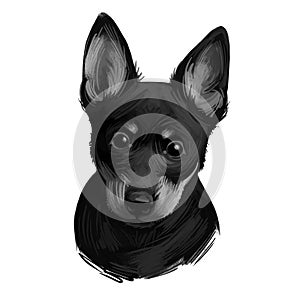 Portrait of lancashire heeler pet digital art illustration. Closeup of pet mammal animal with small muzzle and long ears. Drover photo