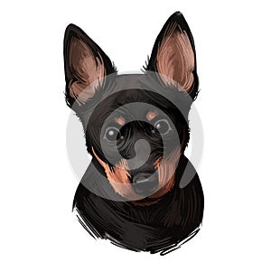 Portrait of lancashire heeler pet digital art illustration. Closeup of pet mammal animal with small muzzle and long ears. Drover photo
