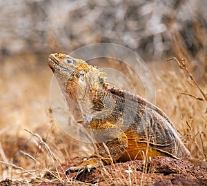 Portrait of land iguana, Galapagos Islands, Ecuador