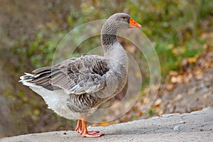Portrait of a landaise goose