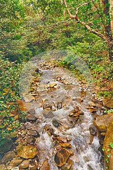 Portrait landscape of a stream in the rain forest