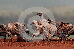 Portrait of a Lappet-faced Vulture