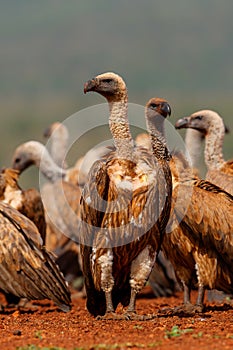 Portrait of a Lappet-faced Vulture