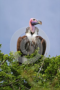 Portrait of a lappet-faced vulture at the masai mara