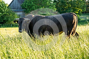 Portrait of a large beautiful bull