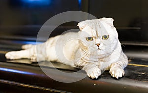 Portrait of large beautiful cat of British breed