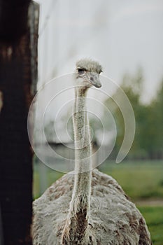 Portrait of a large bird feeding green grass in the savannah