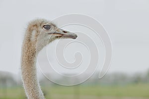 Portrait of a large bird feeding green grass in the savannah