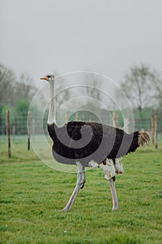 Portrait of a large bird feeding green grass in the savannah