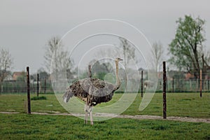 Portrait of a large bird feeding green grass in the savannah