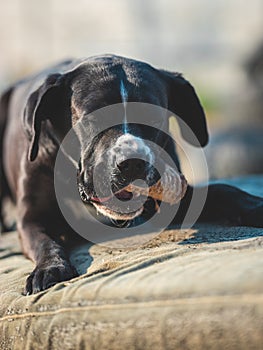 Portrait of a large black Amstaff mix dog eating meat in a spring garden full of sunshine.