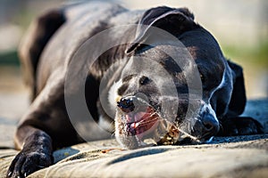 Portrait of a large black Amstaff mix dog eating meat in a spring garden full of sunshine.