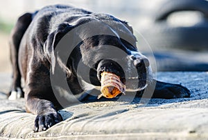 Portrait of a large black Amstaff mix dog eating meat in a spring garden full of sunshine.