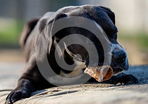 Portrait of a large black Amstaff mix dog eating meat in a spring garden full of sunshine.